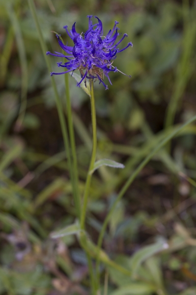 Pflanzenbild gross Rundköpfige Rapunzel - Phyteuma orbiculare