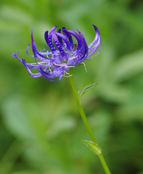 Pflanzenbild gross Rundköpfige Rapunzel - Phyteuma orbiculare