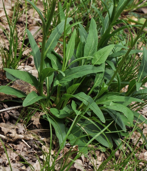 Pflanzenbild gross Rundköpfige Rapunzel - Phyteuma orbiculare