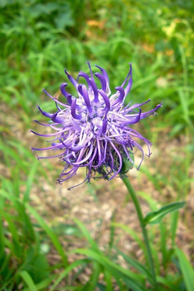 Pflanzenbild gross Rundköpfige Rapunzel - Phyteuma orbiculare