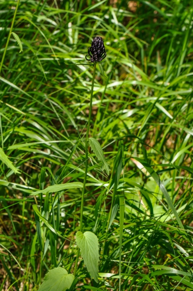 Pflanzenbild gross Hallers Rapunzel - Phyteuma ovatum