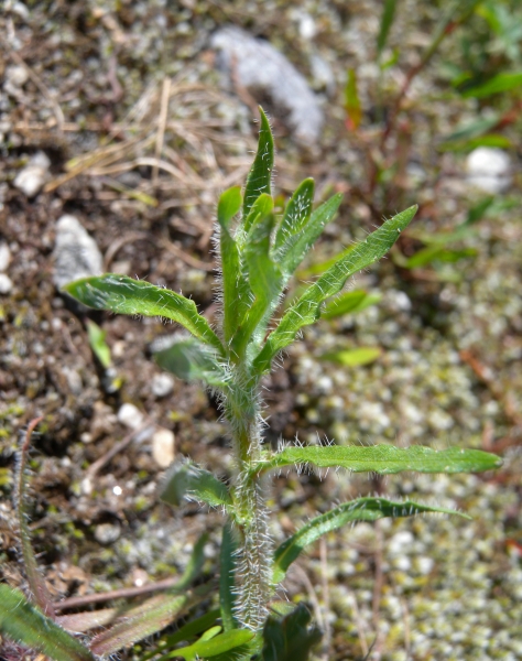 Pflanzenbild gross Berg-Sandrapunzel - Jasione montana
