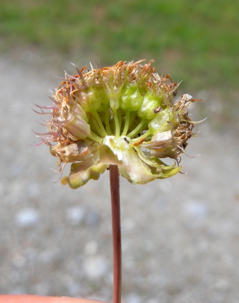 Pflanzenbild gross Berg-Sandrapunzel - Jasione montana