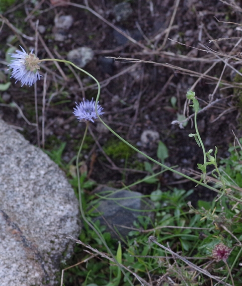 Pflanzenbild gross Berg-Sandrapunzel - Jasione montana
