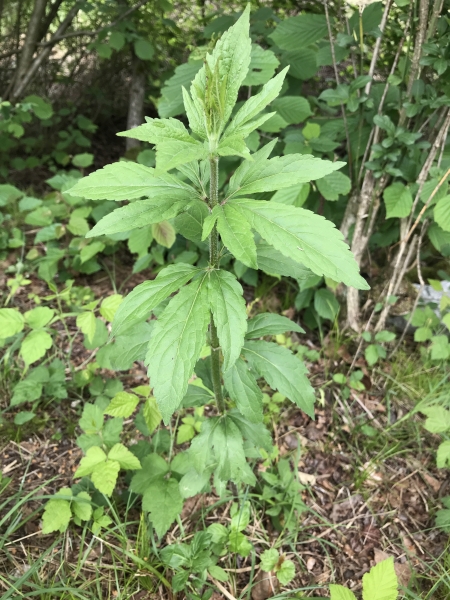 Pflanzenbild gross Wasserdost - Eupatorium cannabinum