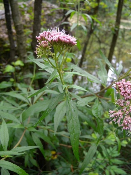 Pflanzenbild gross Wasserdost - Eupatorium cannabinum