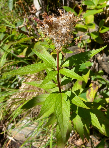 Pflanzenbild gross Wasserdost - Eupatorium cannabinum