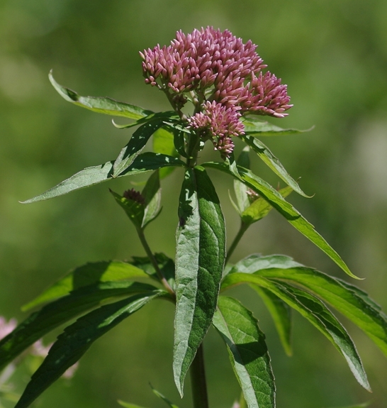 Pflanzenbild gross Wasserdost - Eupatorium cannabinum