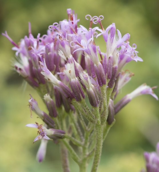 Pflanzenbild gross Grauer Alpendost - Adenostyles alliariae