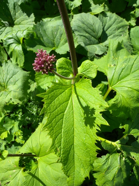 Pflanzenbild gross Grauer Alpendost - Adenostyles alliariae