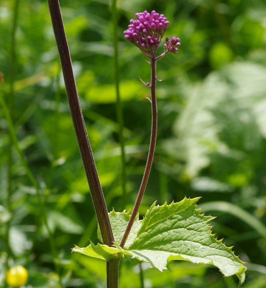 Pflanzenbild gross Grauer Alpendost - Adenostyles alliariae