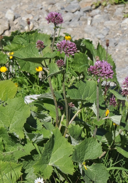 Pflanzenbild gross Grauer Alpendost - Adenostyles alliariae
