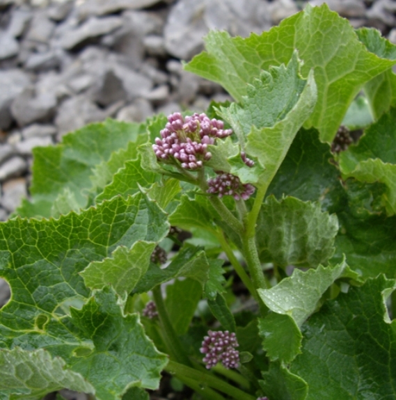 Pflanzenbild gross Kahler Alpendost - Adenostyles alpina