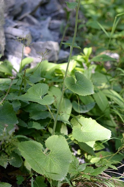 Pflanzenbild gross Kahler Alpendost - Adenostyles alpina