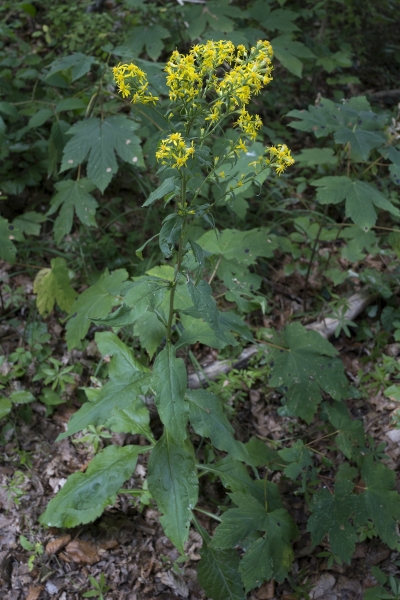 Pflanzenbild gross Echte Goldrute - Solidago virgaurea