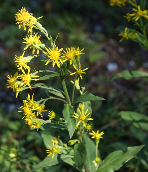 Pflanzenbild gross Echte Goldrute - Solidago virgaurea
