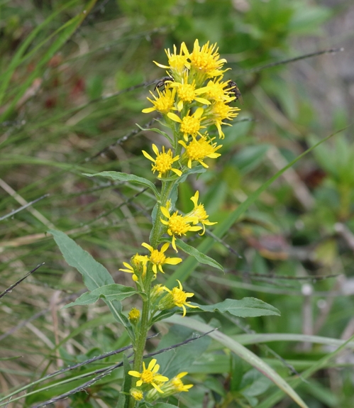 Pflanzenbild gross Echte Goldrute - Solidago virgaurea