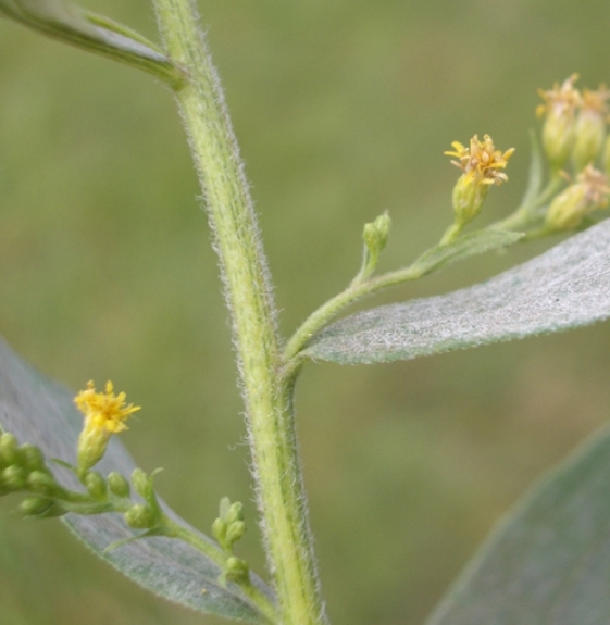 Pflanzenbild gross Kanadische Goldrute - Solidago canadensis