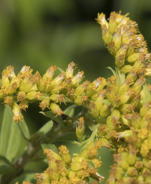 Pflanzenbild gross Kanadische Goldrute - Solidago canadensis