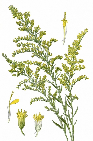 Pflanzenbild gross Kanadische Goldrute - Solidago canadensis