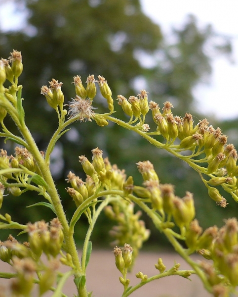 Pflanzenbild gross Kanadische Goldrute - Solidago canadensis