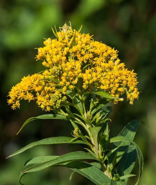 Pflanzenbild gross Spätblühende Goldrute - Solidago gigantea