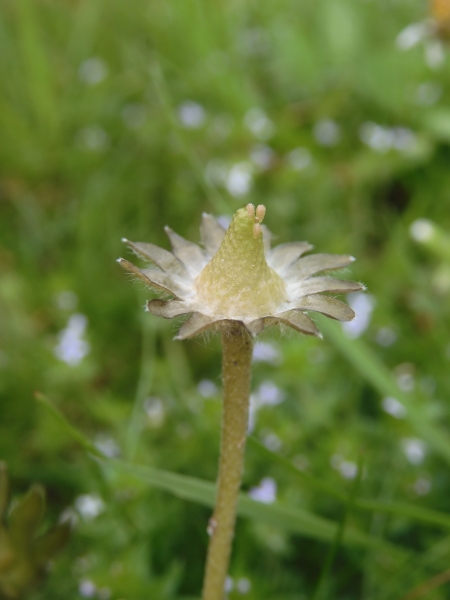 Pflanzenbild gross Gänseblümchen - Bellis perennis