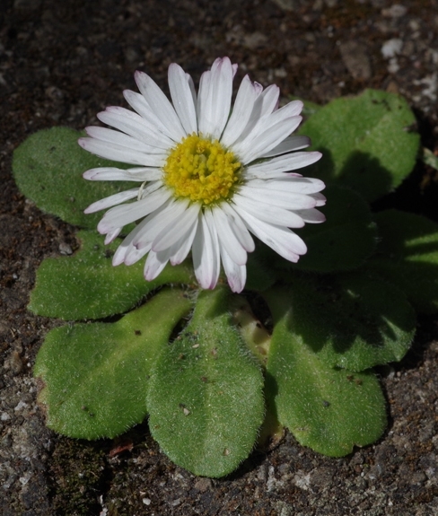 Pflanzenbild gross Gänseblümchen - Bellis perennis