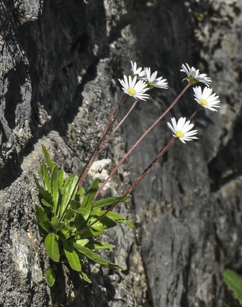 Pflanzenbild gross Alpenmasslieb - Aster bellidiastrum