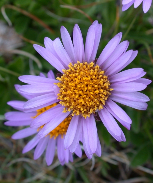 Pflanzenbild gross Alpen-Aster - Aster alpinus