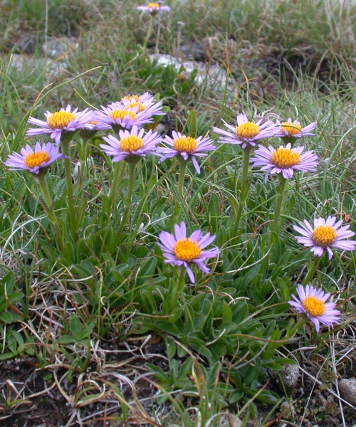 Pflanzenbild gross Alpen-Aster - Aster alpinus