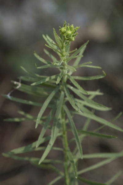 Pflanzenbild gross Gold-Aster - Aster linosyris