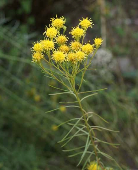 Pflanzenbild gross Gold-Aster - Aster linosyris
