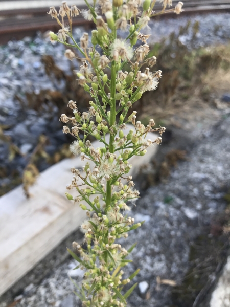 Pflanzenbild gross Kanadisches Berufkraut - Conyza canadensis