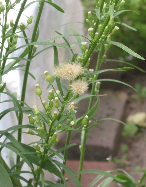 Pflanzenbild gross Kanadisches Berufkraut - Conyza canadensis