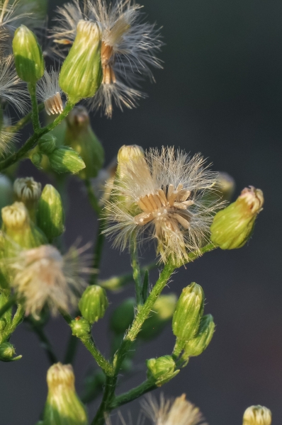 Pflanzenbild gross Kanadisches Berufkraut - Conyza canadensis