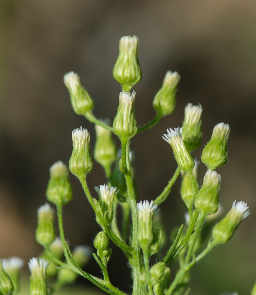 Pflanzenbild gross Kanadisches Berufkraut - Conyza canadensis