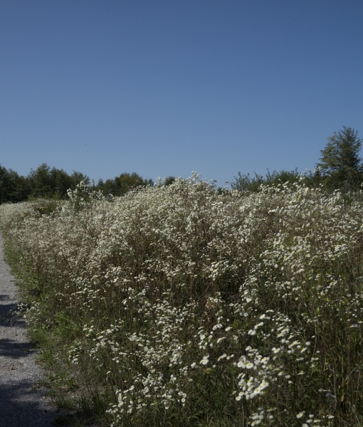 Pflanzenbild gross Einjähriges Berufkraut - Erigeron annuus