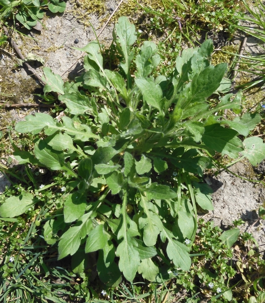 Pflanzenbild gross Einjähriges Berufkraut - Erigeron annuus