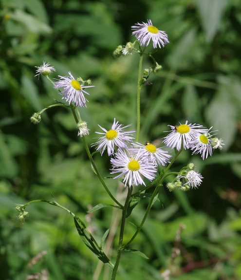 Pflanzenbild gross Einjähriges Berufkraut - Erigeron annuus