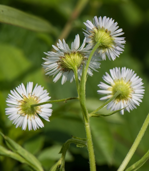 Pflanzenbild gross Einjähriges Berufkraut - Erigeron annuus