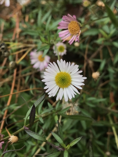 Pflanzenbild gross Karvinskis Berufkraut - Erigeron karvinskianus