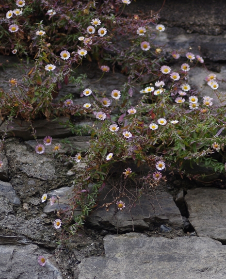 Pflanzenbild gross Karvinskis Berufkraut - Erigeron karvinskianus