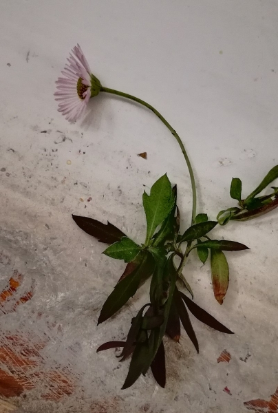 Pflanzenbild gross Karvinskis Berufkraut - Erigeron karvinskianus