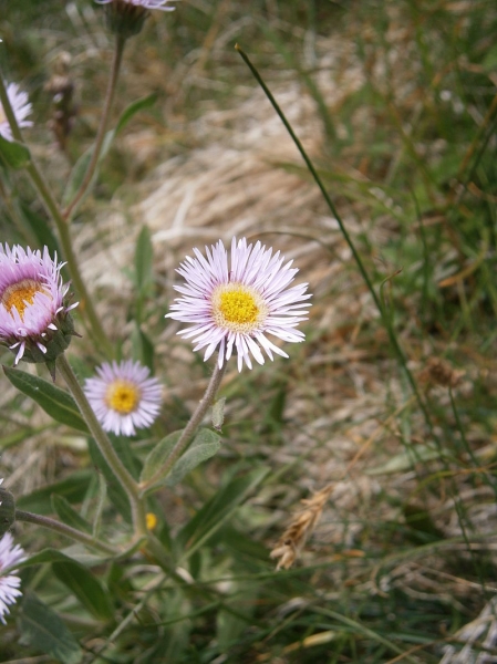 Pflanzenbild gross Alpen-Berufkraut - Erigeron alpinus