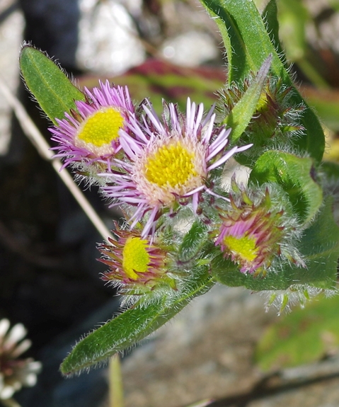 Pflanzenbild gross Alpen-Berufkraut - Erigeron alpinus