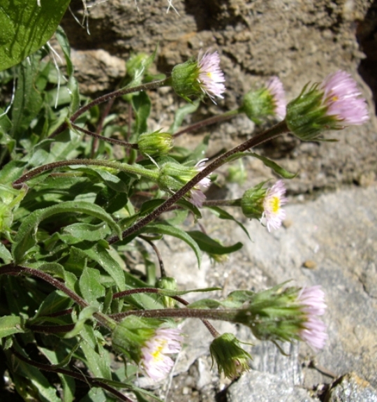 Pflanzenbild gross Vielgestaltiges Berufkraut - Erigeron glabratus