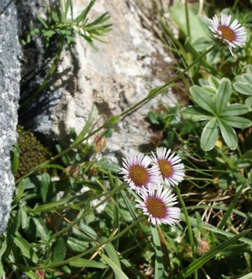 Pflanzenbild gross Vielgestaltiges Berufkraut - Erigeron glabratus
