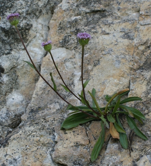 Pflanzenbild gross Vielgestaltiges Berufkraut - Erigeron glabratus