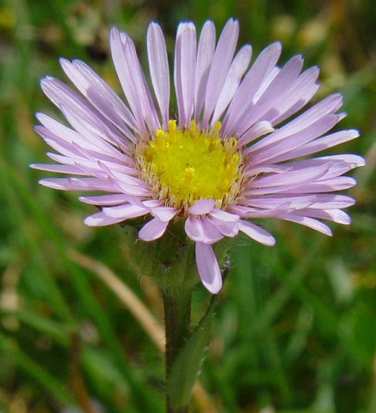 Pflanzenbild gross Vielgestaltiges Berufkraut - Erigeron glabratus